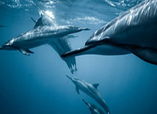 乐鱼体育登录：开启体育竞技新体验的入口